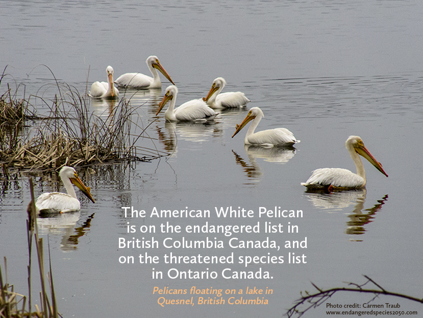 American White Pelicans float on lake in Quesnel British Columbia Canada