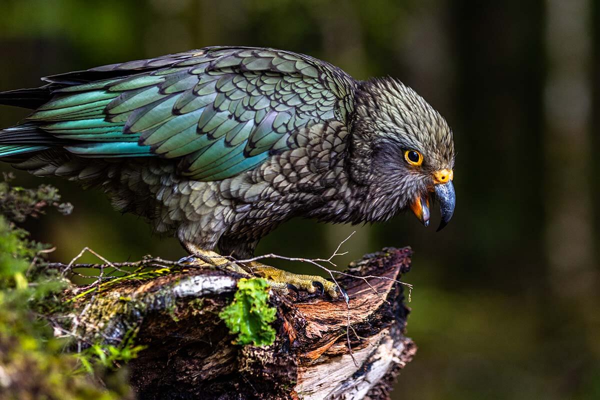 Kea Parrot on a piece of wood in the New Zealand forest