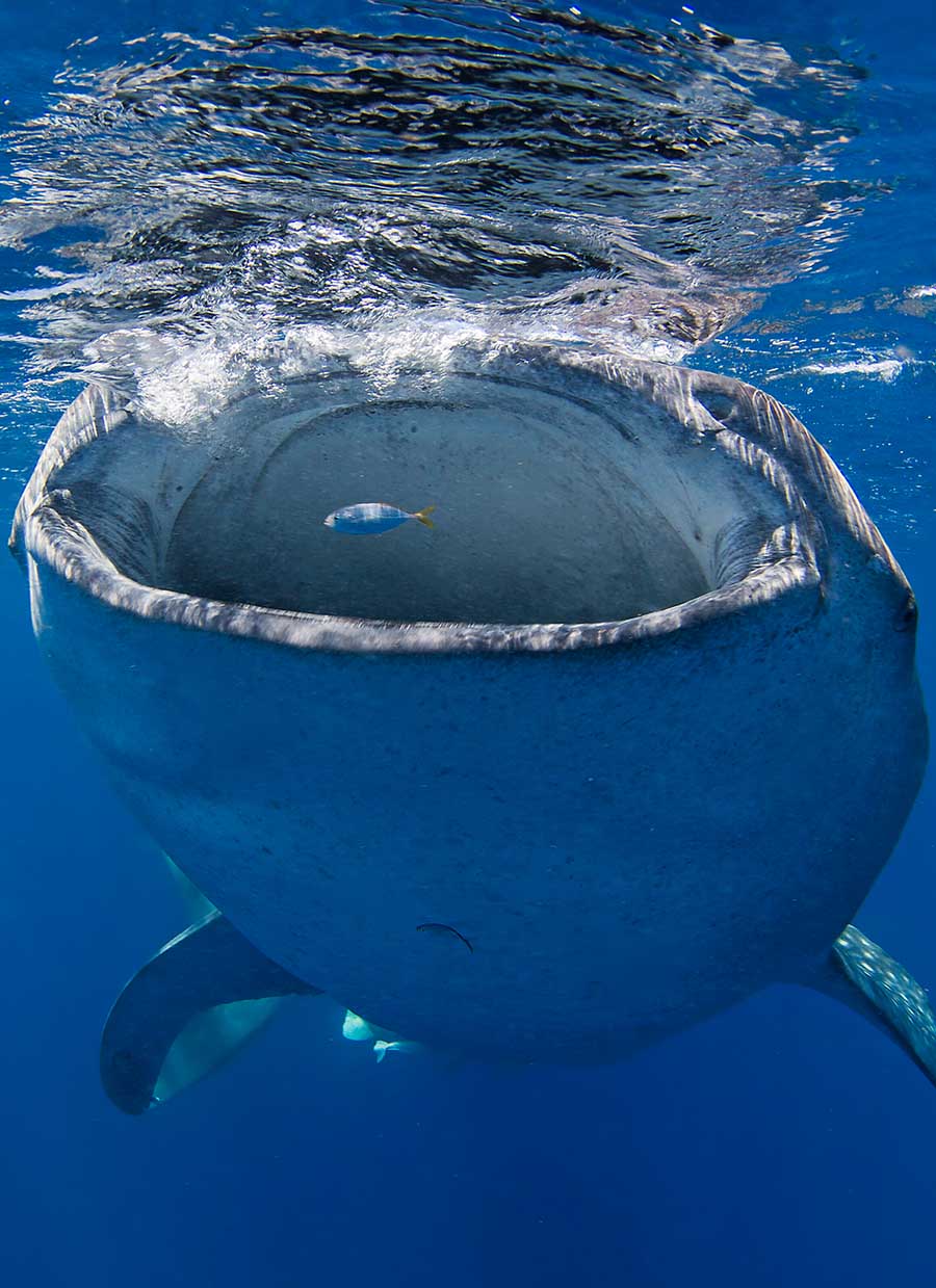 Whale Shark under water with a small fish about to be eaten.